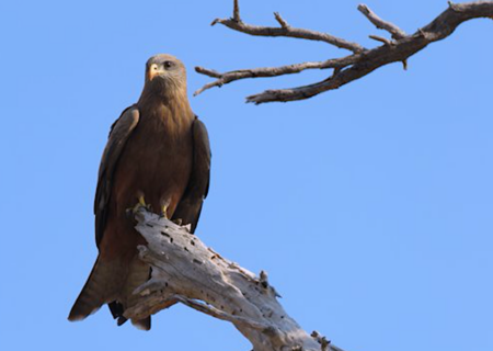 Waiting for the yellow-billed kites 