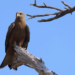 Waiting for the yellow-billed kites 