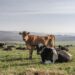 How foot and mouth disease ran amok