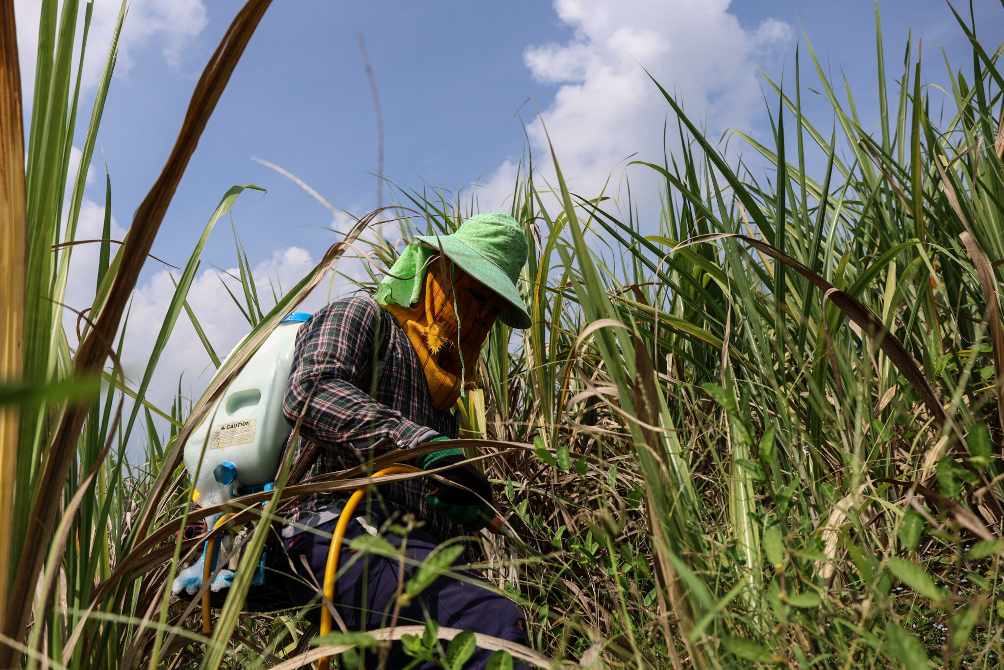 Super El Niño is set to turn sugar glut to deficit this season