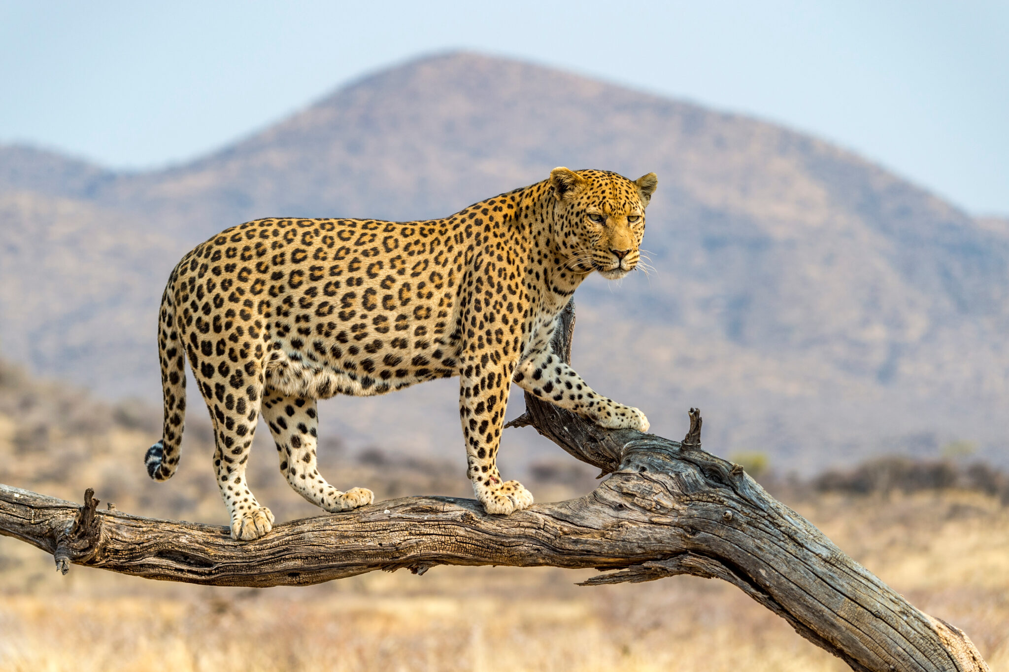Farming alongside leopards: Can coexistence work?